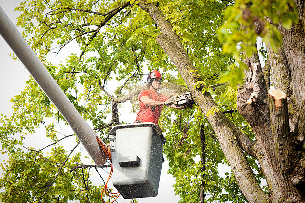 How Our Tree Care Process Works  in  Hurstbourne Acres, KY